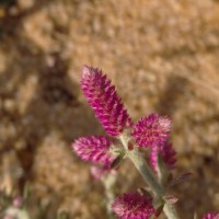 Trichuriella monsoniae (L.f.) Bennet